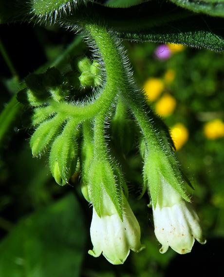 Consoude officinale (Symphytum officinale)