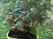 Plantation d'un pied d'Airelle rouge Miss Cherry Globe Planter