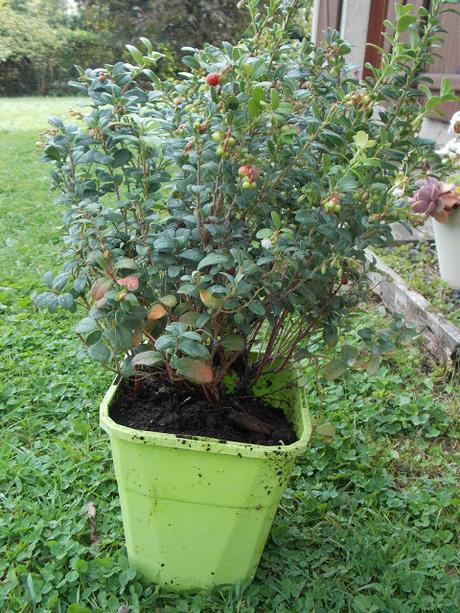 Plantation d'un pied d'Airelle rouge Miss Cherry Globe Planter