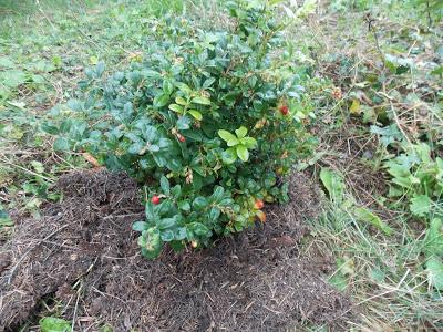 Plantation d'un pied d'Airelle rouge Miss Cherry Globe Planter
