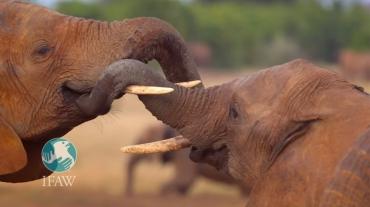 La population britannique appelée à soutenir la proposition d'interdiction du commerce de l'ivoire au Royaume-Uni