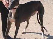 Carinosa magnifique grande lévrier galga adopter chez chiens galgos