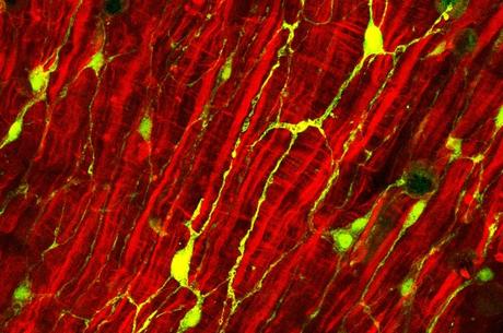 MICROBIOME : Et si le système nerveux contrôlait vraiment les bactéries ?