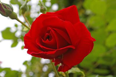 Automatique : Ma rose Automatique : Ma rose