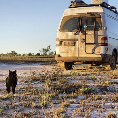 Tout quitter pour voyager avec son chat dans un camping-car