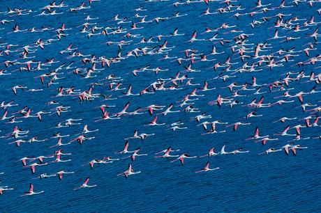 Survol en hélicoptère de la lagune nord de Venise à la recherche des flamants roses