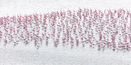 Survol en hélicoptère de la lagune nord de Venise à la recherche des flamants roses