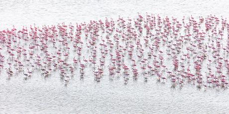 Survol en hélicoptère de la lagune nord de Venise à la recherche des flamants roses Survol en hélicoptère de la lagune nord de Venise à la recherche des flamants roses