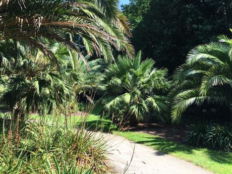 parc-botanique-de-brest-palmiers-avis-blog-aklanoa