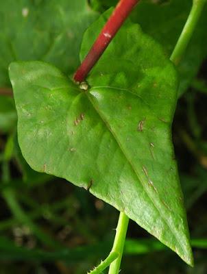 Sarrasin (Fagopyrum esculentum)