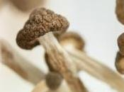 DÉPRESSION champignons magiques pour rebooter cerveau