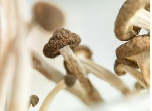 DÉPRESSION : Des champignons magiques pour rebooter le cerveau