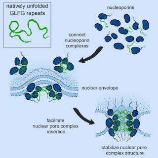 #cell #levure #PoreNucléaire #domaineFG Les domaines FG répétés sont les stabilisateurs « naturels » de la structure du Complexe Formant des Pores Nucléaires