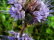 Phacélie feuilles tanaisie (Phacelia tanacetifolia)