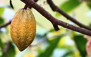 beurre de cacao: ses atouts en cosmétique