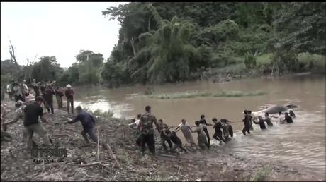 Inondations Thaïlande, spéctaculaire sauvetage d'un éléphant (vidéo)
