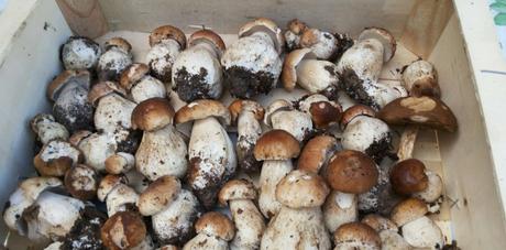 Salade haricots verts et cèpes frais