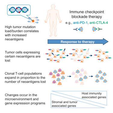 #cell #immunothérapie #nivolumab Tumeur et Évolution du Microenvironnement au cours de l’Immunothérapie sous Nivolumab