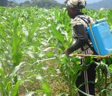 Cameroun : Quels freins à la micro-assurance agricole ?