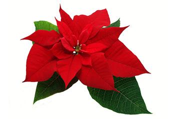 poinsettia