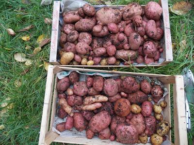 Récolte des dernières pommes de terre