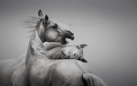 Katarzyna Okrzesik-Mikołajek – Horses photography