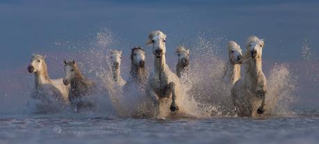 Katarzyna Okrzesik-Mikołajek – Horses photography