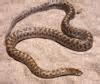 Couleuvre La plupart des couleuvres appartiennent à la famille des Colubridae et des Lamprophiidae