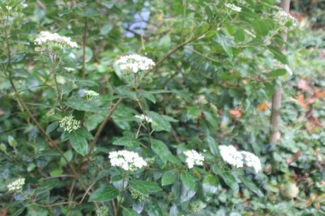 3 viburnum tinus veneux 21 oct 2017 003 (1).jpg