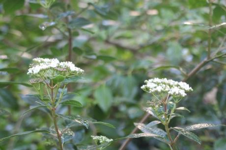 4 viburnum tinus veneux 15 oct 2017 004 (1).jpg