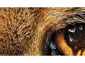 annule série après saisons