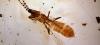 Disparition insectes catastrophe écologique imminente