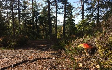 Programme Finlande : 10 jours entre Porvoo, Turku, Tampere et Oulu Programme Finlande : 10 jours entre Porvoo, Turku, Tampere et Oulu