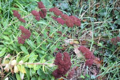 sedum veneux 24 oct 2017 013.jpg