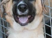 ARKO beau bébé croisé mastin mois adopter chez chiens galgos