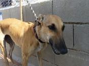 Adoptez Jade chienne lévrier galga d'Espagne robe beige agée mois chez chiens galgos