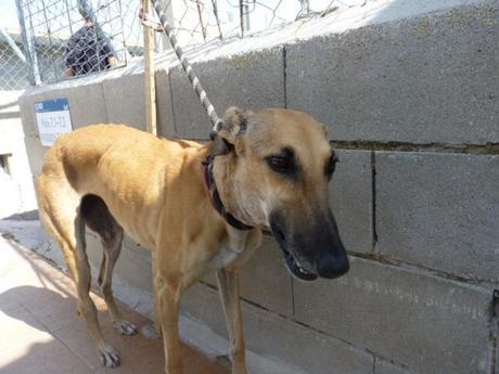 S . Adoptez Jade chienne lévrier galga d'Espagne robe beige agée de 13 mois chez sos chiens galgos