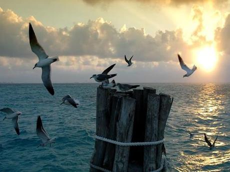 Poèsie océane Résultat de recherche d'images pour