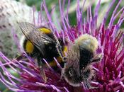 Cirse laineux (Cirsium eriophorum)