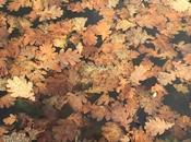 POÉTIQUE REMARQUES, Jacques Roubaud octobre 2017