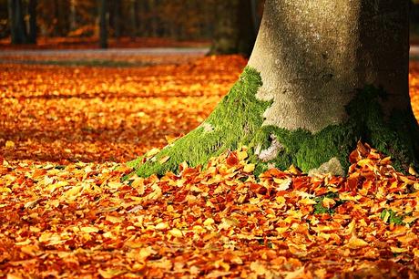 Haïkus 63 : feuilles d’automne tourbillonnent