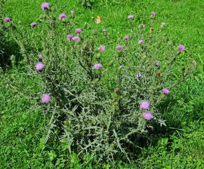 Cirse commun (Cirsium vulgare)