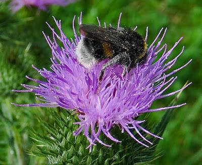 Cirse commun (Cirsium vulgare)