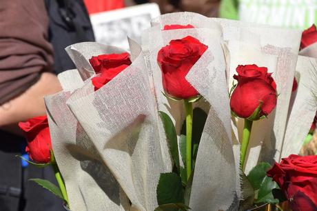 Rosa de Sant Jordi – Catalogne