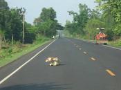 Thailand unusual road, moments video