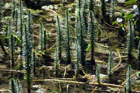 Pesse d'eau (Hippuris vulgaris)