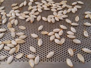 Graines de Citrouille grillées au Curry et Cumin Cliquer sur les photographies pour les agrandir