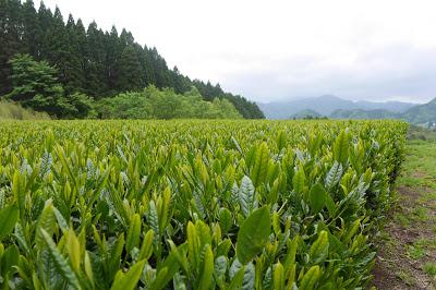 Bref historique du thé noir japonais