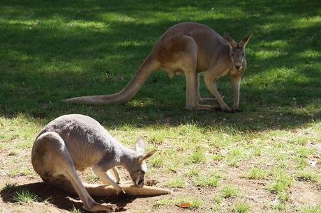 Koalas, kangourous: où voir des animaux en liberté en Australie?