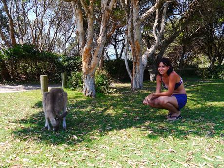 Koalas, kangourous: où voir des animaux en liberté en Australie?